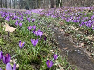 У дендропарку "Березинка" вже розквітли шафрани Гейфеля