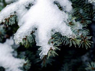 Коли перший сніг