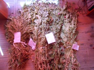 Відразу дві невеликі плантації маку виявили мукачівські дільничні у селах Зубівка та Кальник 