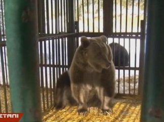 Ведмедиця Ляля з Дніпра звикає до життя в нових умовах у Синевирі, що на Закарпатті