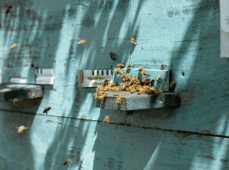 Рій бджіл атакував дітей на Берегівщині: на місці працювали медики