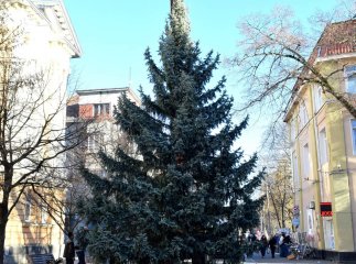 У Берегові встановили головну різдвяно-новорічну ялинку 2026 року