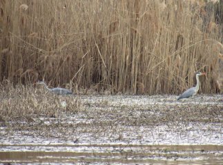 У селі на Мукачівщині зафіксували червонокнижних птахів