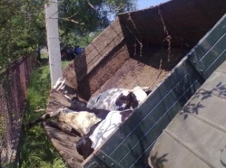 У результаті ДТП загинули... дві корови