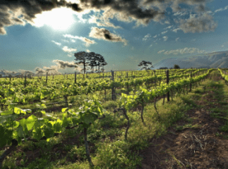 Через засуху недобір урожаю на Закарпатті складе 20-25 відсотків