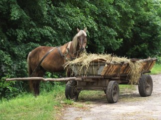 На Закарпатті вперше відбудеться парад коней, запряжених у вози