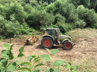 У Мукачеві береги Латориці очищають від борщівника