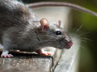 В обласному центрі масово винищуватимуть щурів