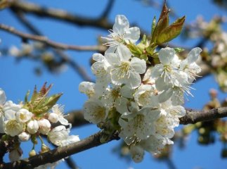 Весна 2021: якою буде погода та які сюрпризи очікувати