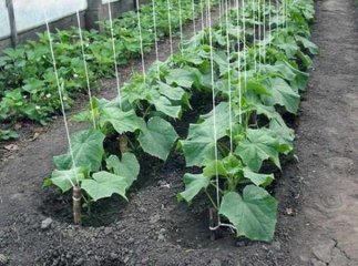 Чим підживлювати огірки у травні: один простий та перевірений спосіб