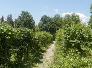 Біля колишнього лісокомбінату у Хусті комунальники відновлюють скверик