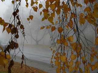 Синоптики розповіли, якою буде погода цього тижня