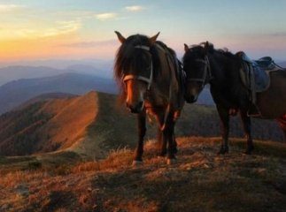На Закарпатті розводять унікальну породу гуцульських коней