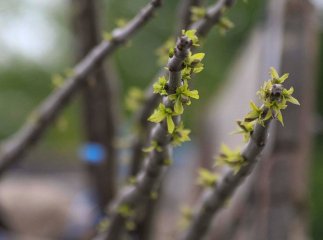 У Мукачеві на набережній висаджують екзотичні дерева