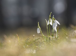 В Україну йде потепління до +15 градусів, але дошкулятиме вітер, подекуди сильний