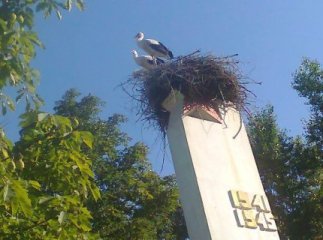 Унікальність Великої Копані: навіть у лелек цього року трійнята (ФОТО)