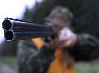 У закарпатському заповіднику браконьєри полюють на косуль