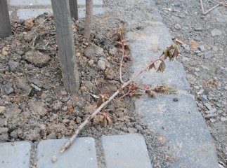 В Іршаві поламали молоді сакури, висаджені у березні цього року