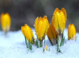 Холод чи тепло: якою буде погода до кінця лютого Весна в лютому? Прогноз від народного синоптика
