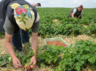 Пенсія для заробітчан: на що можуть розраховувати українці та як отримати пенсію країни ЄС