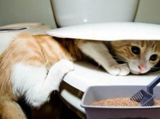 Закрилося єдине на Закарпатті підприємство, що виготовляло продукцію для домашніх тварин