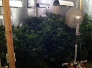 У мікрорайоні Росвигово в Мукачеві поліцейські виявили шокуючу нарколабораторію