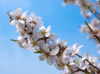 Стало відомо, коли у школах Мукачівської ТГ будуть весняні канікули
