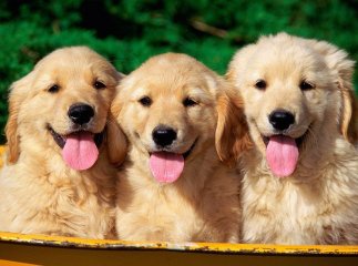 Міжнародний день собак: цікаві факти про чотирилапих