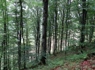 Хустська прокуратура попереджує незаконну вирубку близько 700 дерев на площі майже 3 га