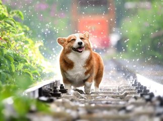 Синоптикиня попередила про грозові дощі та шквали на вихідних