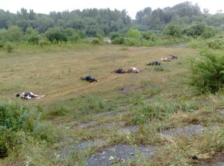 Коротке замикання лінії електропередач призвело до загибелі 10 корів