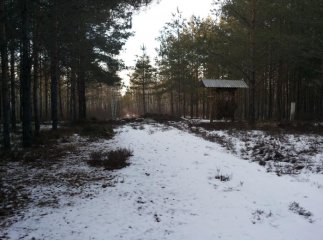 Шлях тропами диких звірів: журналісти зняли унікальний фільм про фауну Тячівщини
