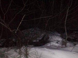 Правоохоронці затримали єгеря та лісника, які вночі застрелили чотирьох кабанів