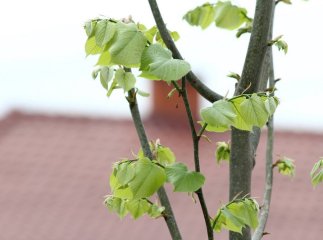 У Мукачеві висадили липову алею