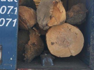 Двоє майстрів лісу своїми діями завдали збитків на 2,5 мільйони гривень