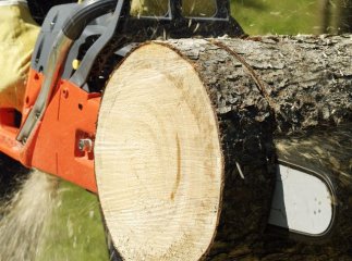 Спроба вирубки шкільного саду на Закарпатті завершилась скандалом