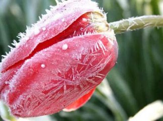 Закарпаття чекає ще кілька холодних днів із заморозками