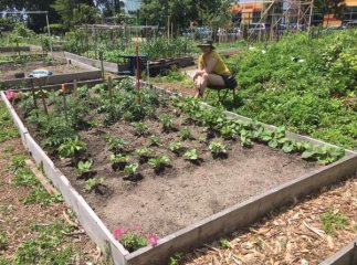 Як закарпатці у Нью-Йорку овочі на даху вирощують