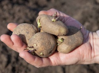 Коли садити картоплю: чи впливають терміни посадки на урожайність
