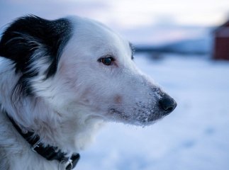 Поліція Ужгорода перевірить інформацію про утримання тварини на морозі