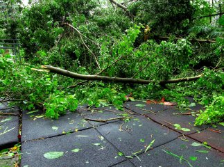 Повалені дерева, пошкоджені дахи, знеструмлені села: наслідки негоди на Закарпатті