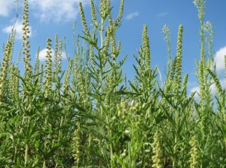 Закарпатці масово скаржаться на алергію