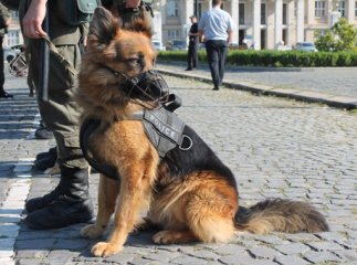 В області стартує Перший міжнародний відкритий чемпіонат Національної поліції України з багатоборства кінологів