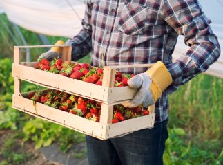 Садівники з цих регіонів можуть отримати грант на 150 тисяч доларів