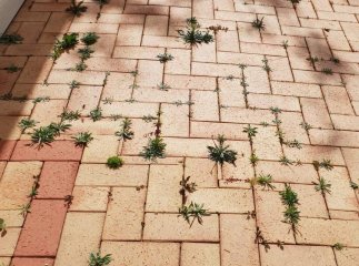 Бур’ян просто зникне у дворі: найпростіший спосіб позбутись його між бруківкою Бур’ян просто зникне у дворі: найпростіший спосіб позбутись його між бруківкою