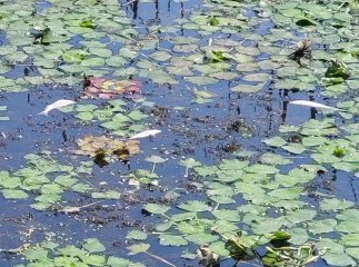 Екологи звернулися до закарпатців із важливим закликом