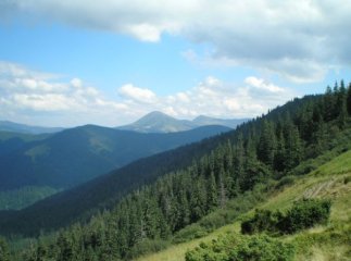 Свалявські посадовці незаконно віддали частину лісу під мотель-ресторан
