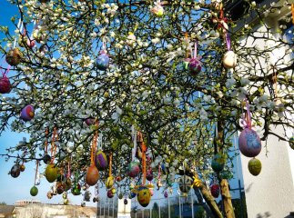 У Мукачеві почало квітнути дерево, яке раніше прикрасили понад сотнею писанок