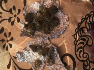 Поліцейські знайшли наркотики у будинку 22-річного мукачівця