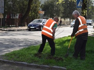 В Ужгороді висадили ще майже 200 дерев